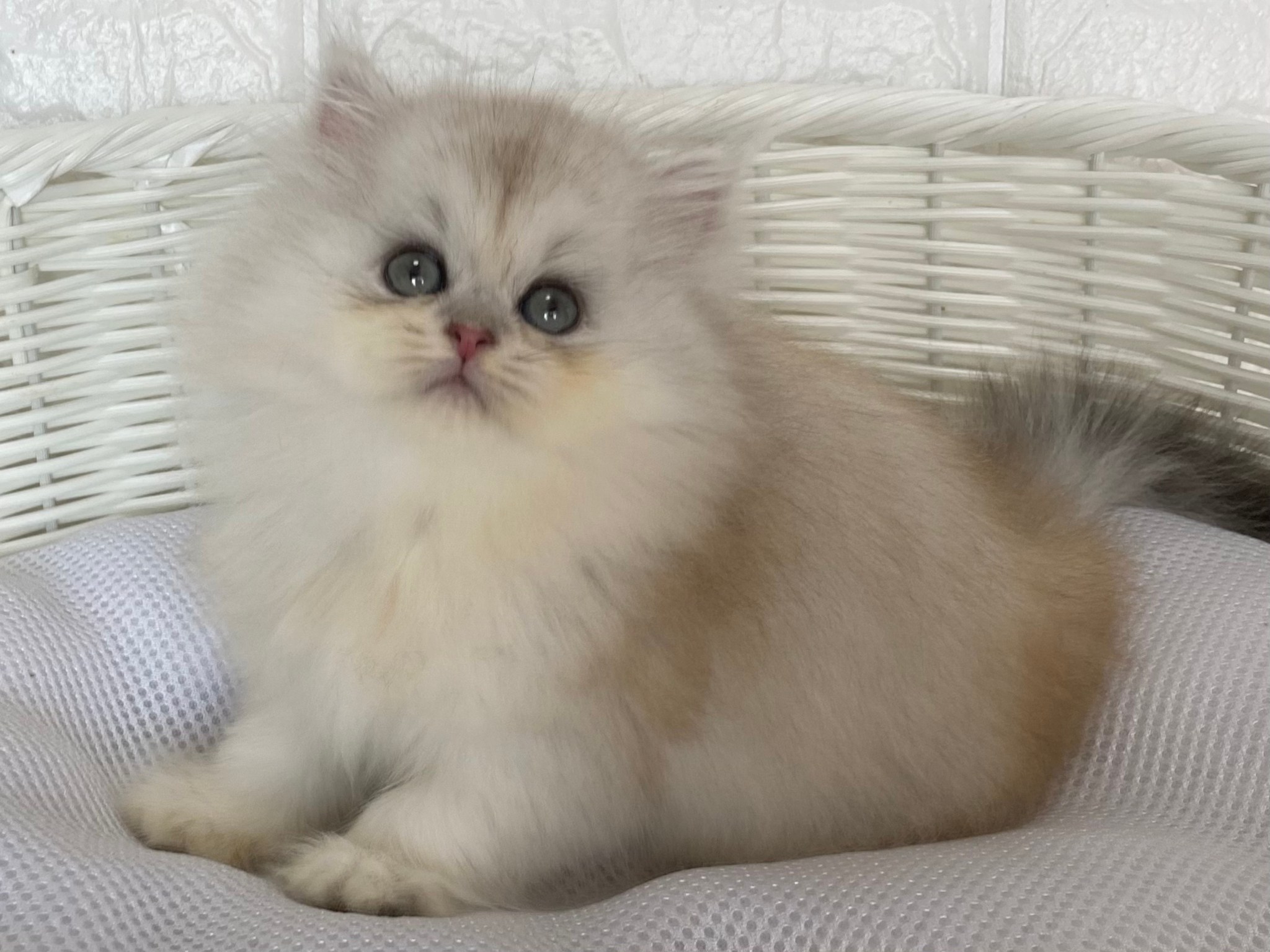 子猫id ミヌエット 長足 女の子 チンチラシルバー 195 000円 税込 R3 03 12生まれ 子猫id ミヌエット 長足 女の子 チンチラシルバー 195 000円 税込 R3 03 12生まれ
