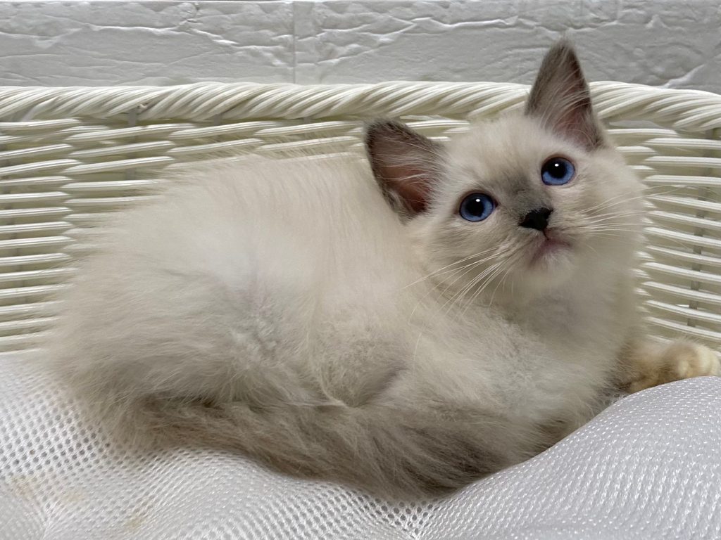 子猫id ラグドール 女の子 ブルーポイントミテッド 235 000円 税込 R3 03 10生まれ 子猫id ラグドール 女の子 ブルーポイントミテッド 235 000円 税込 R3 03 10生まれ