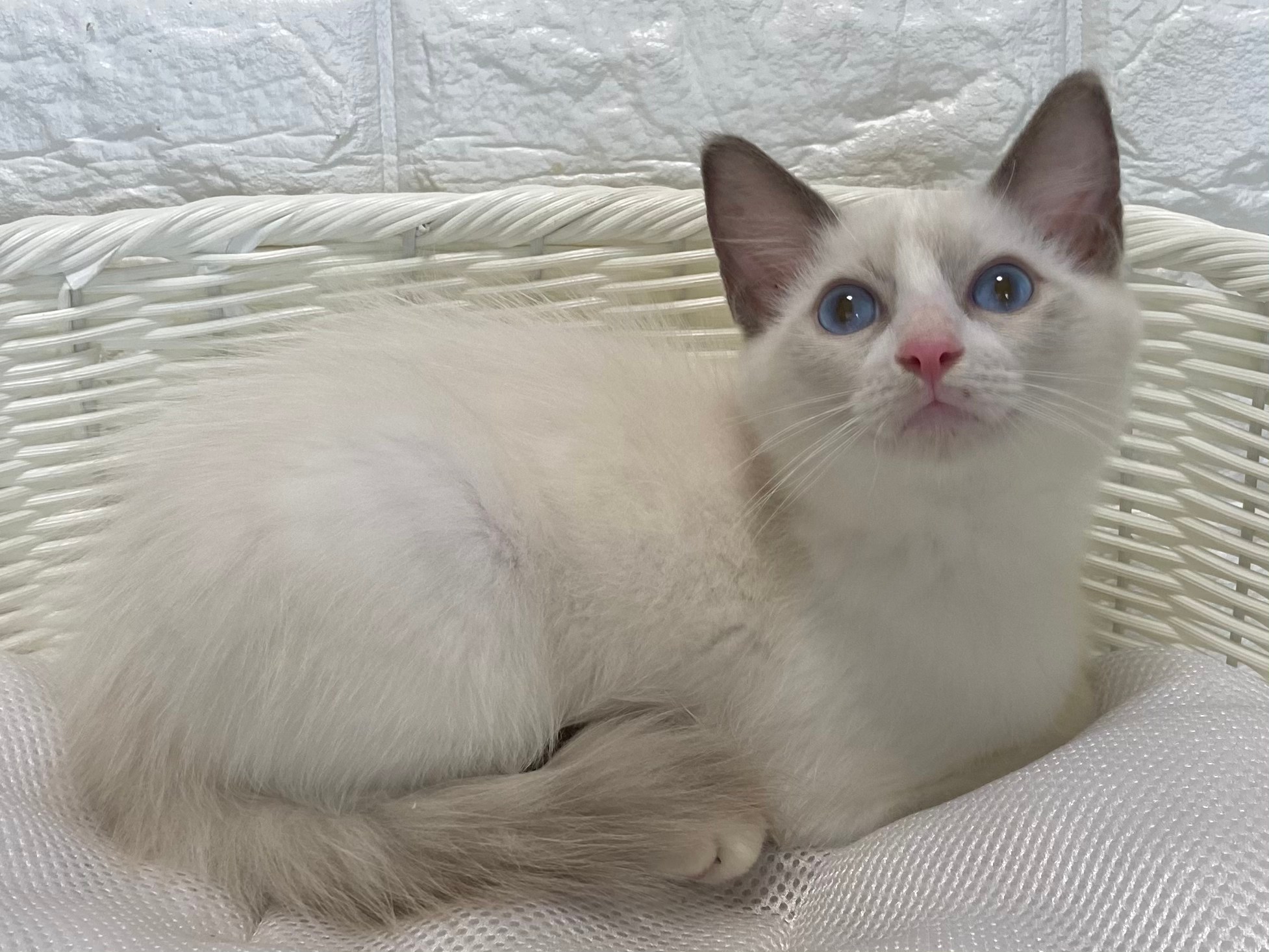 子猫ID:21010 ラグドール、男の子、ブルーポイントバイカラー、255,000円(税込),R3.03.10生まれ