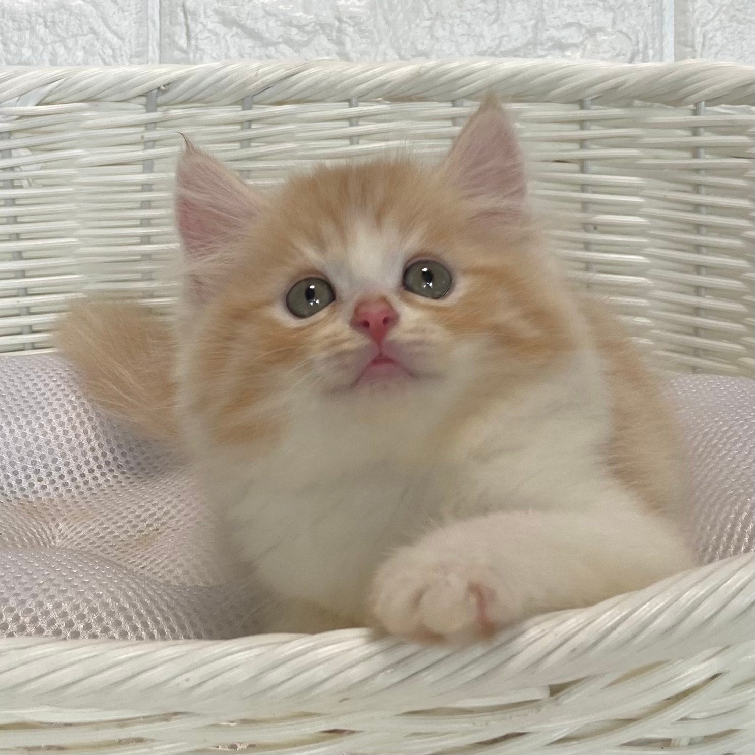 子猫ID:21011 スコティッシュフォールド、女の子、レッドタビー&ホワイト、175,000円(税込),R3.04.13生まれ【動画あり】
