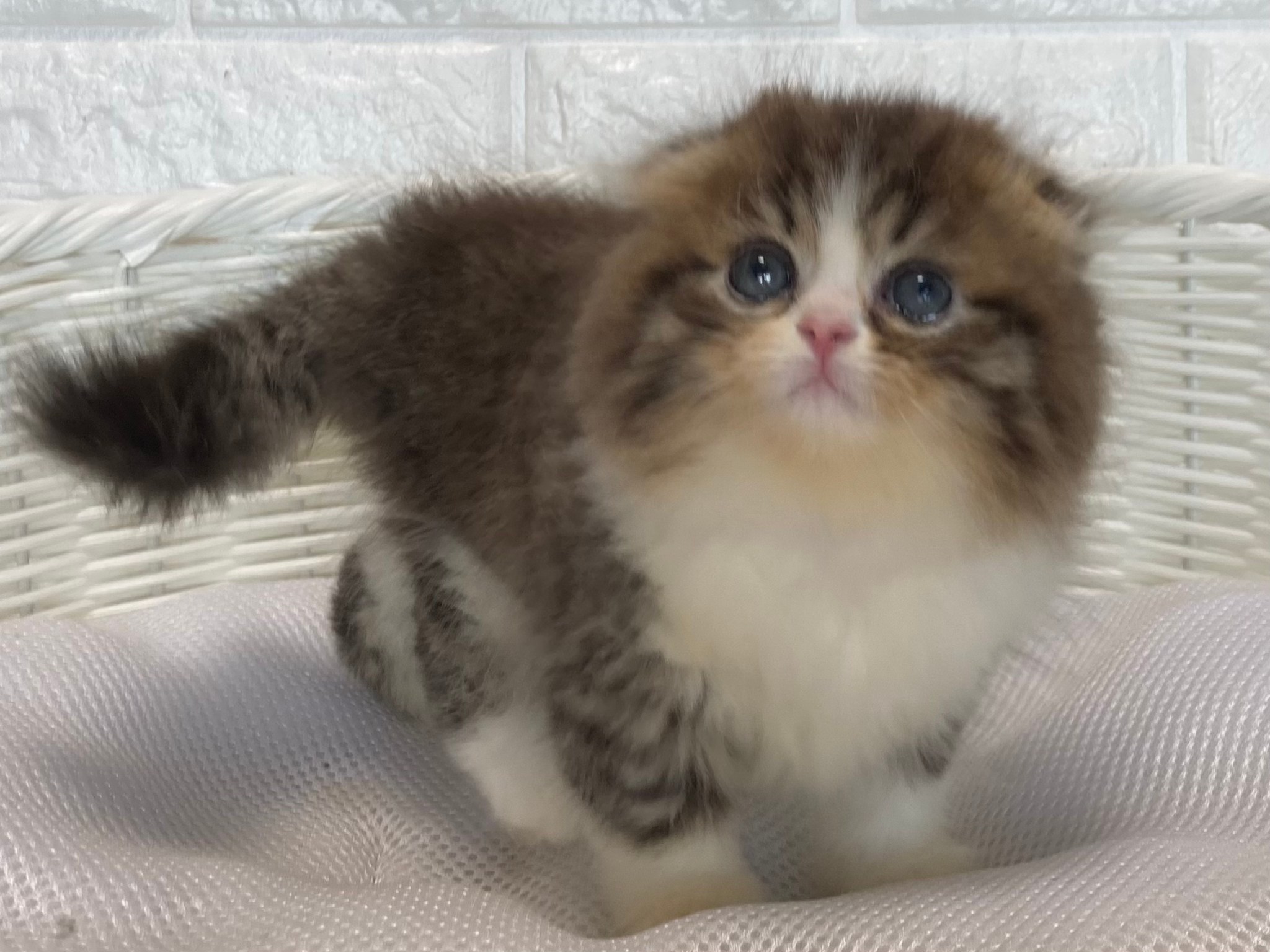 子猫ID:21012 スコティッシュフォールド、女の子、ブラウンタビー&ホワイト、275,000円(税込),R3.04.14生まれ【動画あり】
