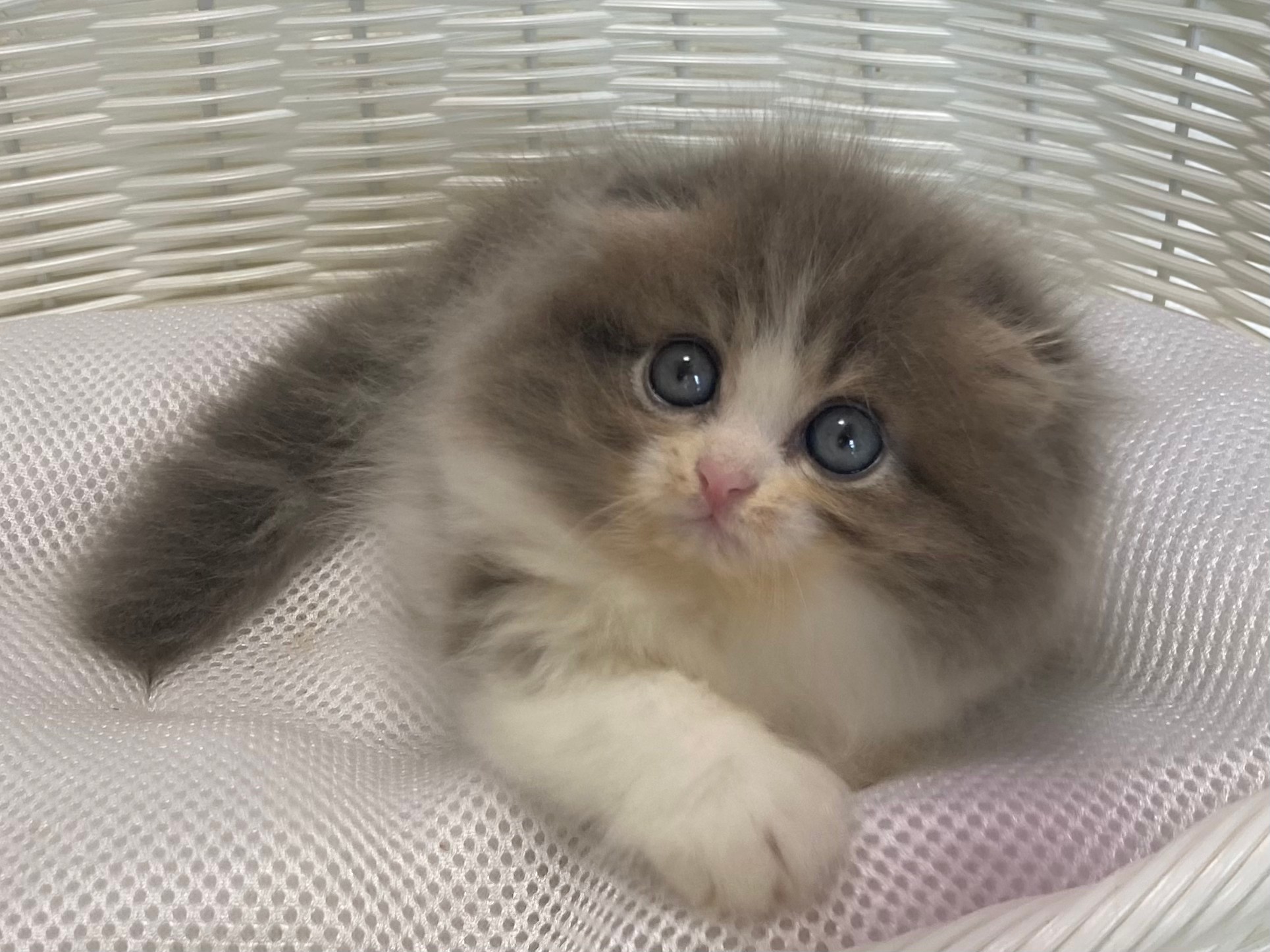 子猫ID:21013 スコティッシュフォールド、女の子、ブルータビー&ホワイト、275,000円(税込),R3.04.14生まれ【動画あり】