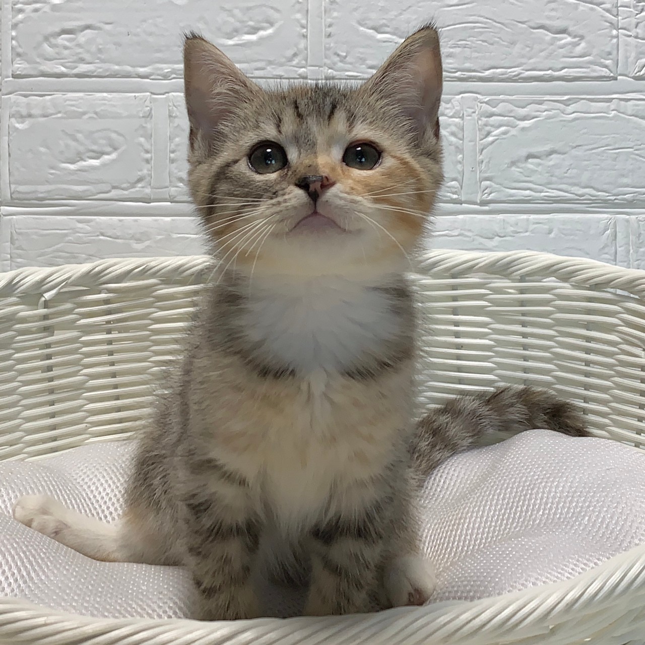 子猫ID:21014 スコティッシュフォールド、女の子、ブラウンパッチドタビー&ホワイト、155,000円(税込),R3.04.11生まれ