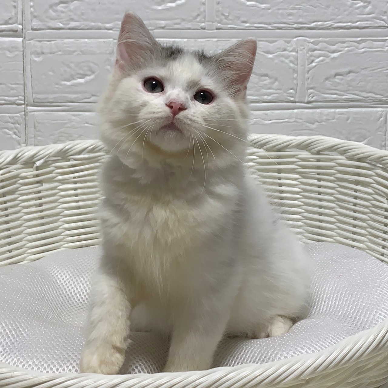 子猫ID:21015 スコティッシュフォールド、男の子、シルバータビー&ホワイト、155,000円(税込),R3.04.11生まれ