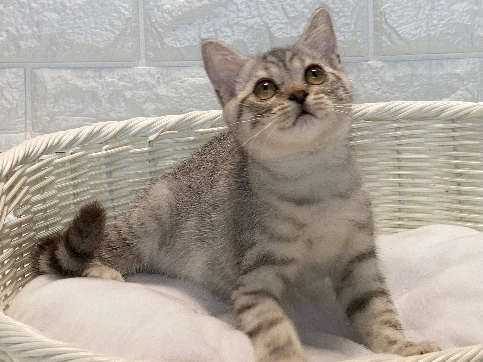 子猫ID：21023 アメリカンショートヘア、男の子、シルバーマッカレルタビー、125,000円(税込)，R3.06.27生まれ