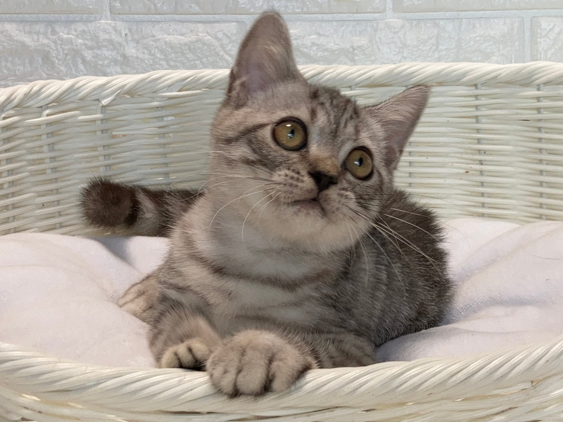 子猫ID:21024 アメリカンショートヘア、男の子、シルバーマッカレルタビー、125,000円(税込),R3.06.27生まれ